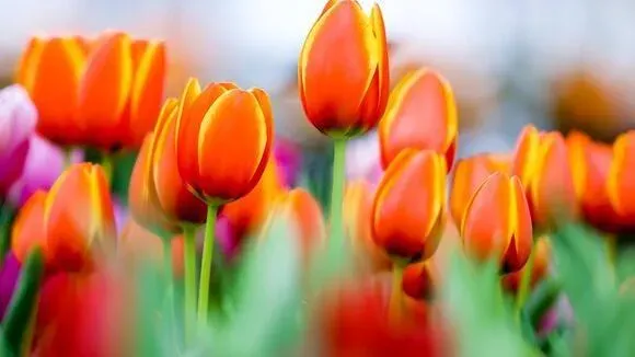 Афиша трансляции Экскурсия по выставке "Репетиция весны"