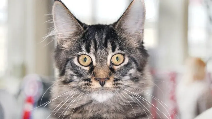 Афиша трансляции Самые красивые кошки на выставке "Кэтсбург"