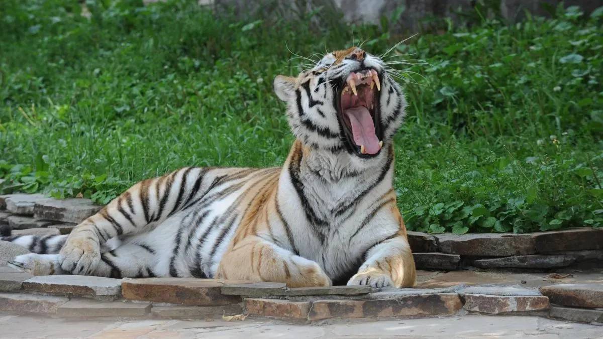 Афиша трансляции Международный день тигра в столичном зоопарке