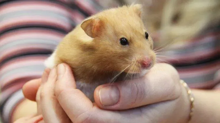 Афиша трансляции Фестиваль любви к домашним животным "Зоофест"