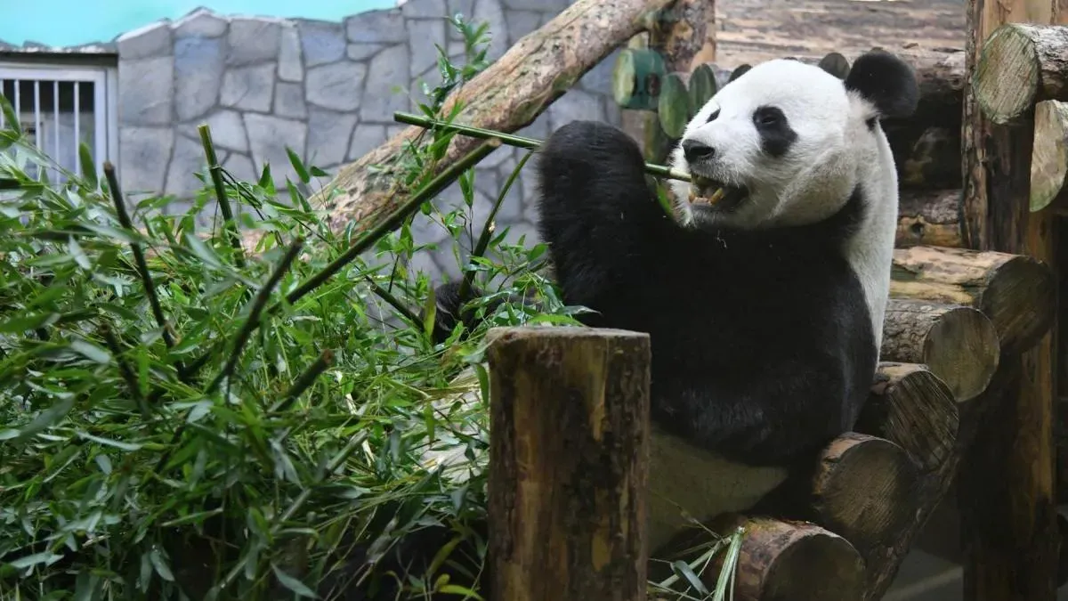 Афиша трансляции День рождения больших панд в зоопарке