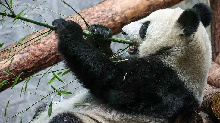 Афиша трансляции В гости к панде Катюше