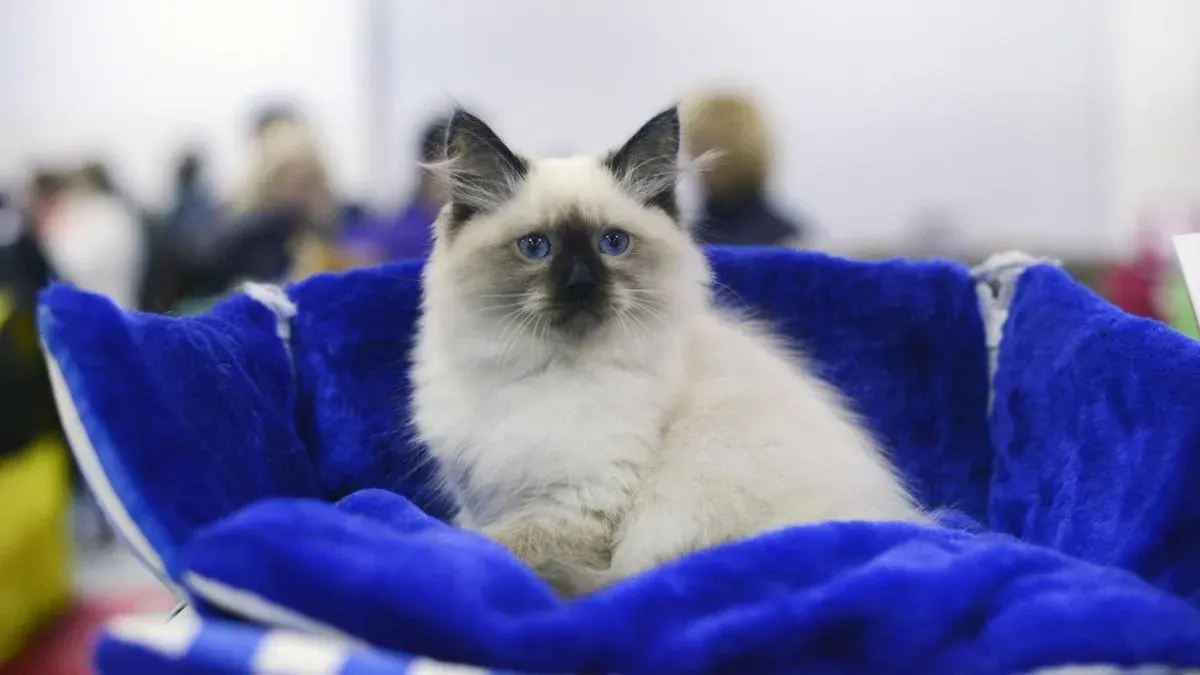Афиша трансляции Обзор международной выставки кошек Spring Cat Show