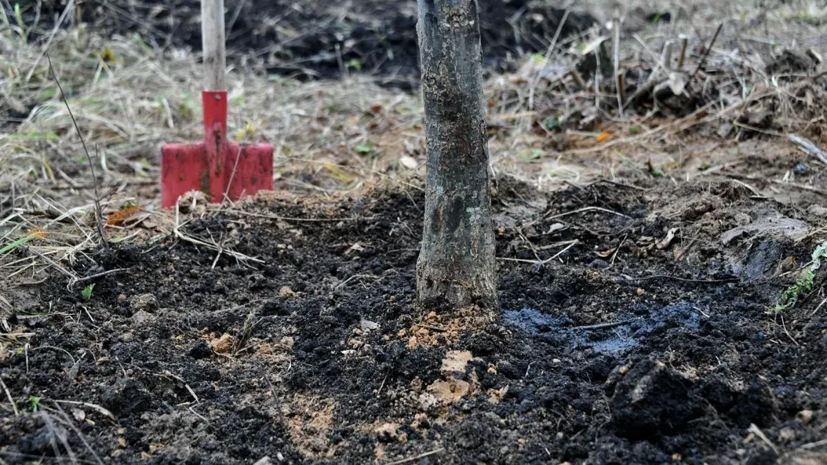 Афиша трансляции Высадка дубов в Ботаническом саду имени Н. В. Цицина