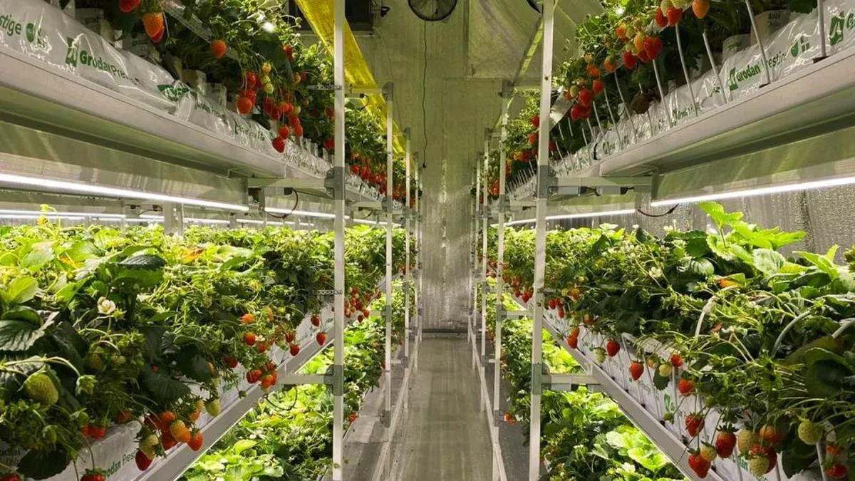 Афиша трансляции Экскурсия по клубничной ферме