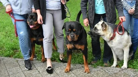 Афиша трансляции Как дрессировать собаку и показывать ее на выставке