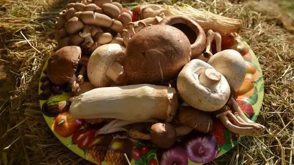 Афиша трансляции Эксперт Михаил Вишневский рассказал всё о грибах