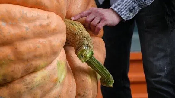 Афиша трансляции Тыкву "Гигант Атлантики" разрезали в "Аптекарском огороде"