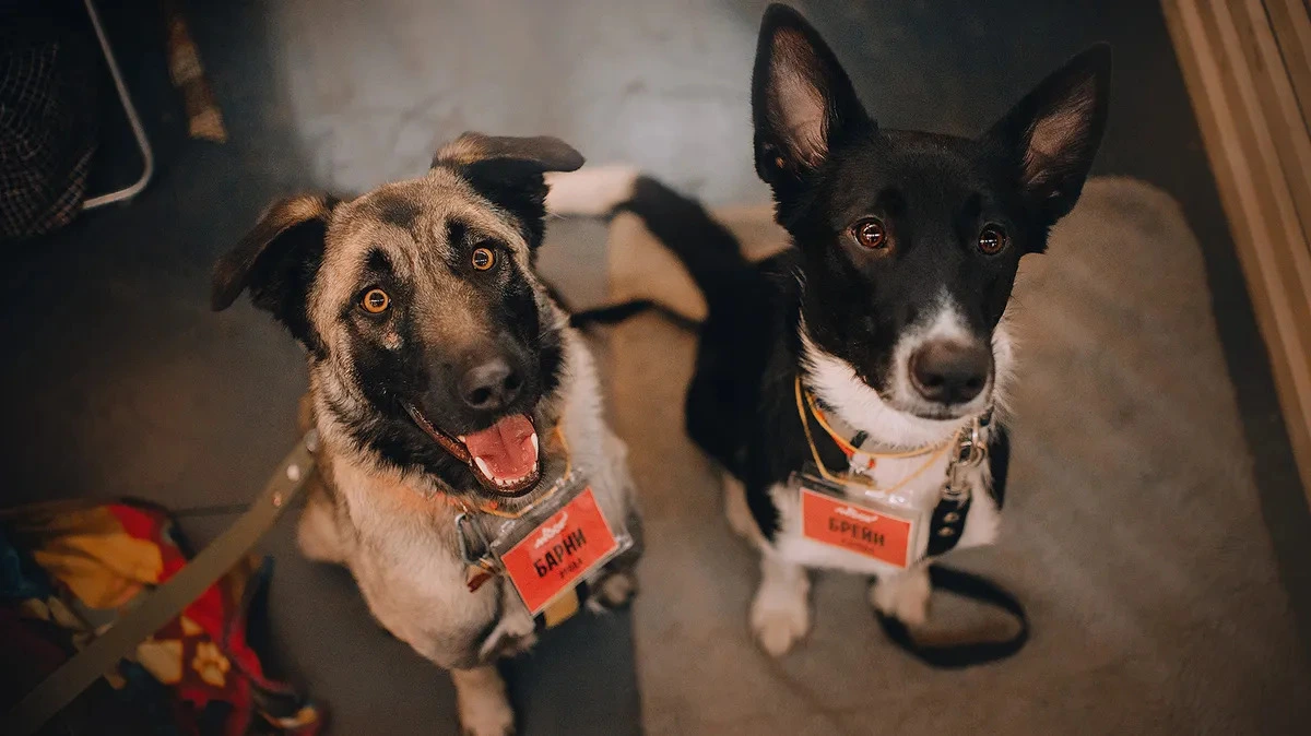 Афиша трансляции Фестиваль WOOF в поддержку животных из приютов