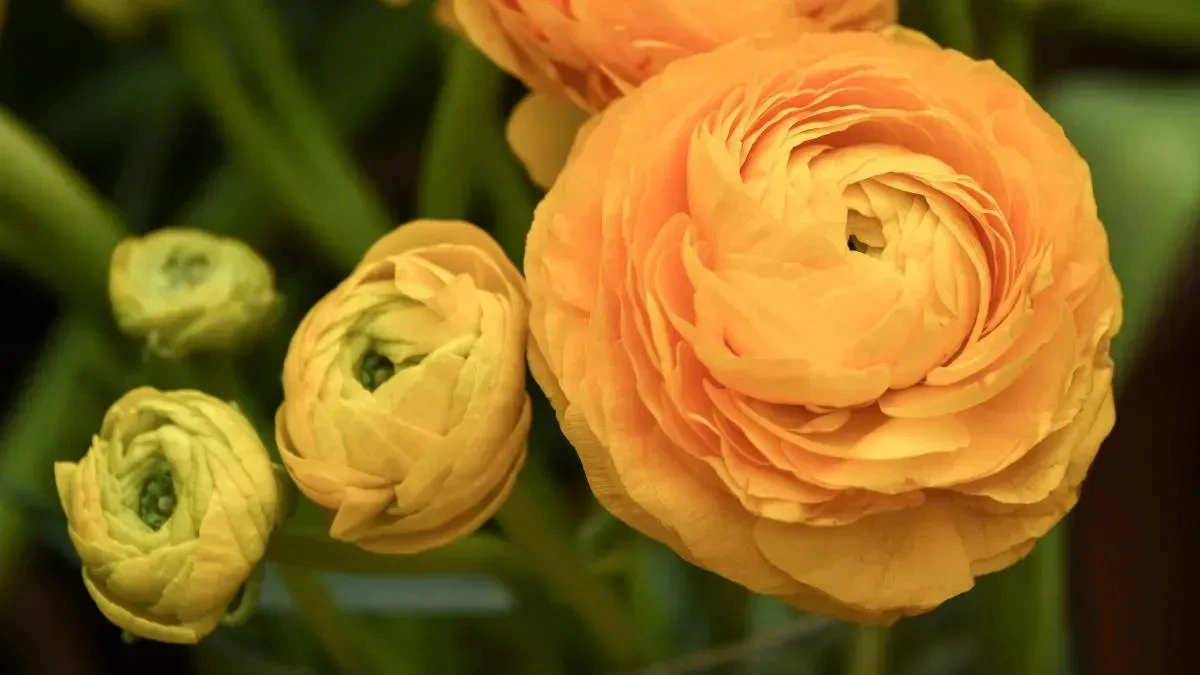 Афиша трансляции Какие цветы не дарят теще и сколько роз обрадует жену