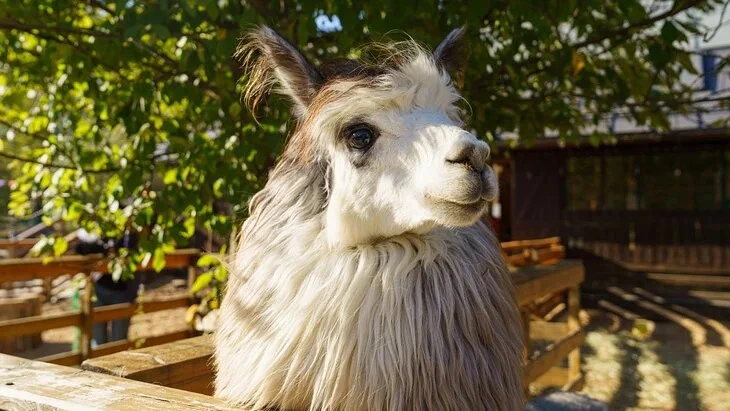 Афиша трансляции Новые обитатели "Городской фермы" на ВДНХ