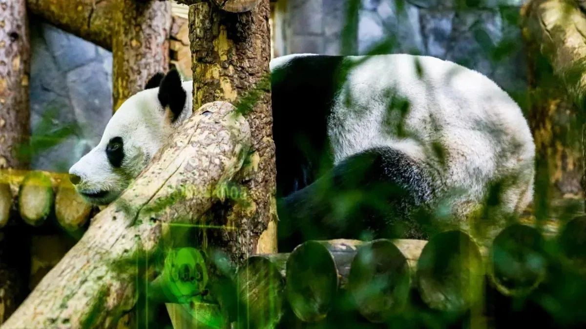 Афиша трансляции Как обитатели столичного зоосада охлаждаются в жару