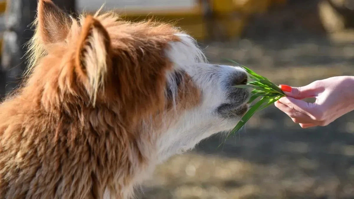 Афиша трансляции "Альпака парк" в столичном зоосаде