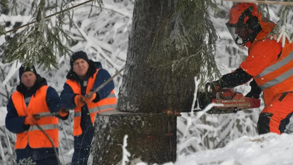 Афиша трансляции Главную новогоднюю елку России спилили в Подмосковье