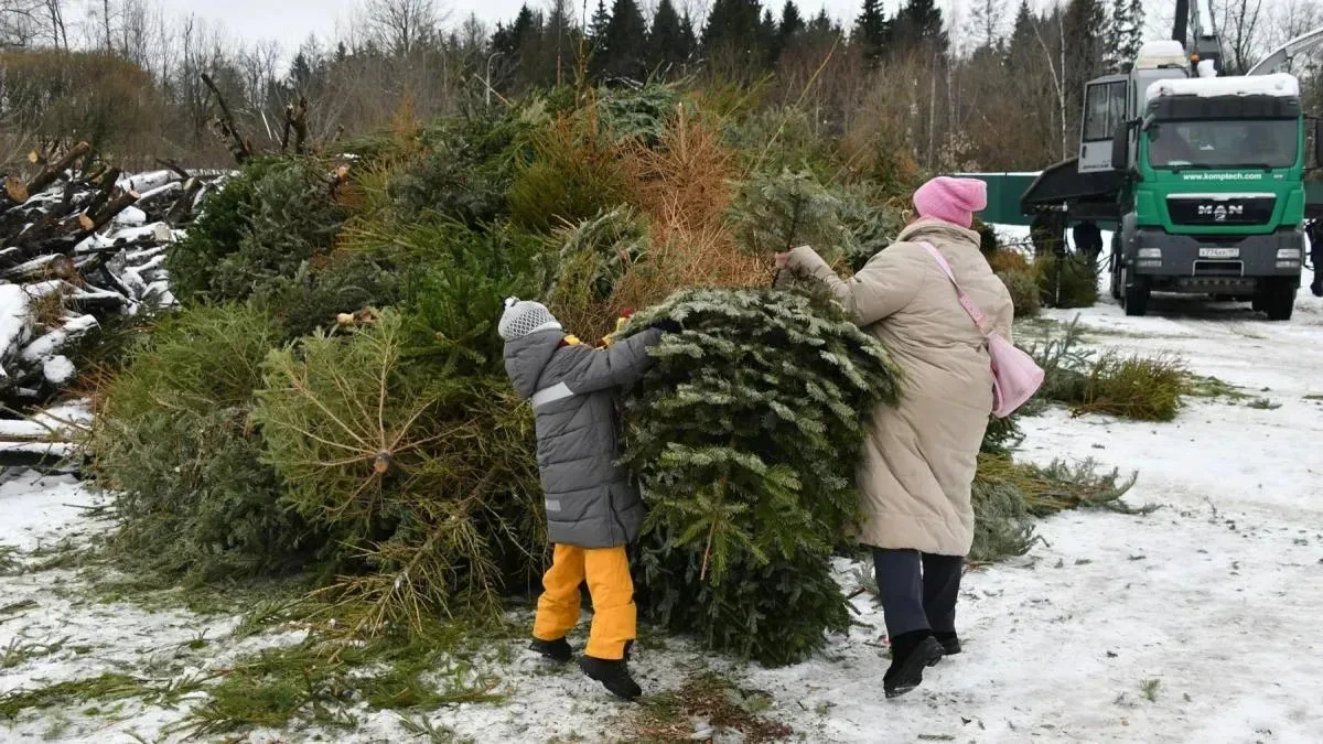 Афиша трансляции Как проходит акция "Елочный круговорот" в столице