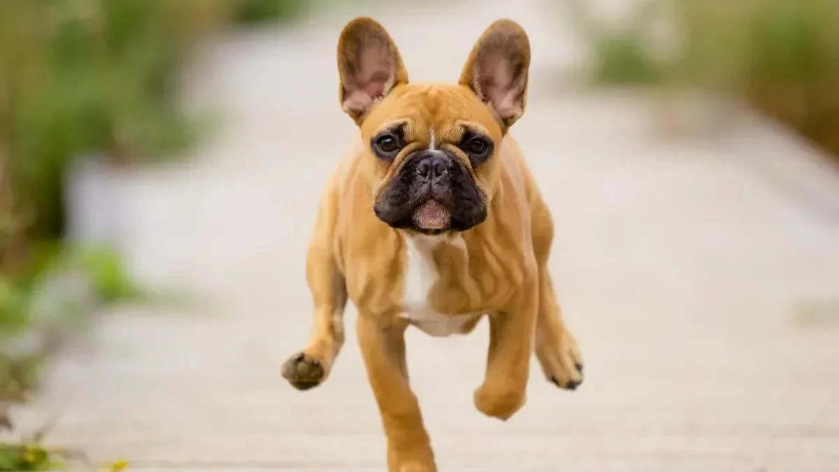 Афиша трансляции Парад французских бульдогов в честь "Дня Франции"