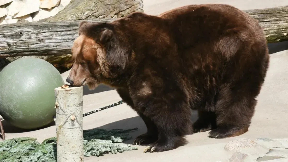 Афиша трансляции Медведи принимают прохладную ванну в Московском зоопарке