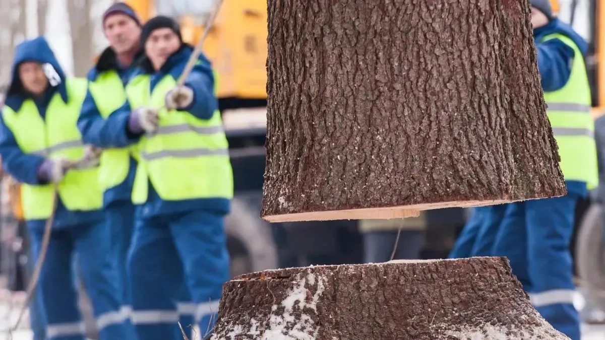Афиша трансляции Как рубят главную новогоднюю елку страны