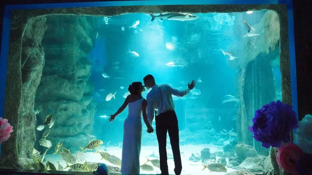 Афиша трансляции Свадьба под водой в "Москвариуме"