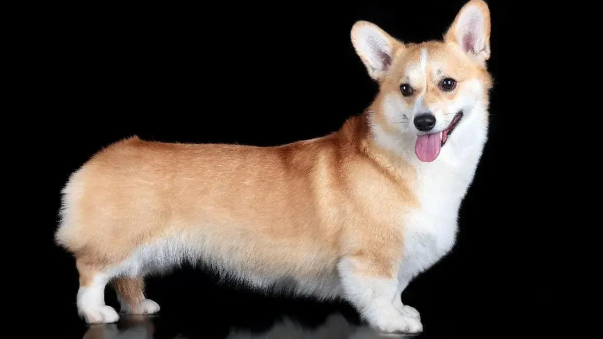 Афиша трансляции Дефиле корги в костюмах фей, королей и фруктов