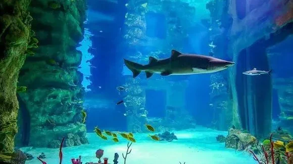 Афиша трансляции Морское путешествие к ядовитым камням и акулам-кошкам