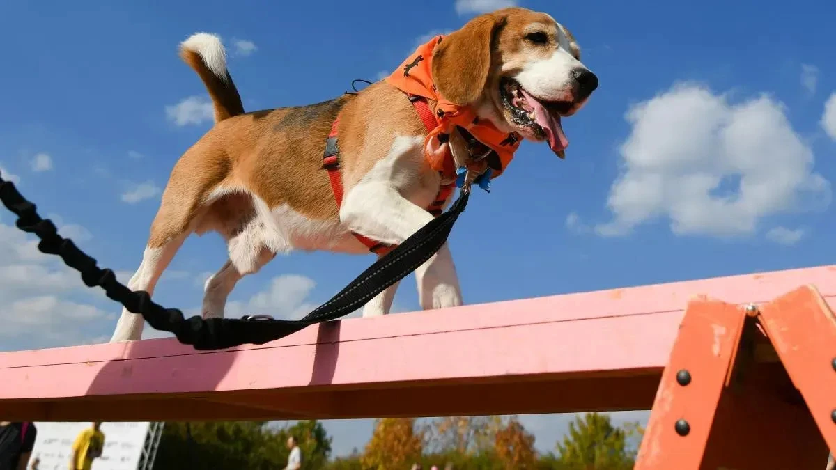 Афиша трансляции Соревнование "Друг, спасатель, защитник"