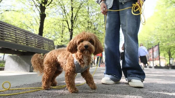 Афиша трансляции Фестиваль "Моспитомец"