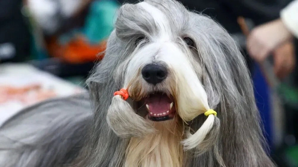 Афиша трансляции Выставка собак "Евразия 2025"