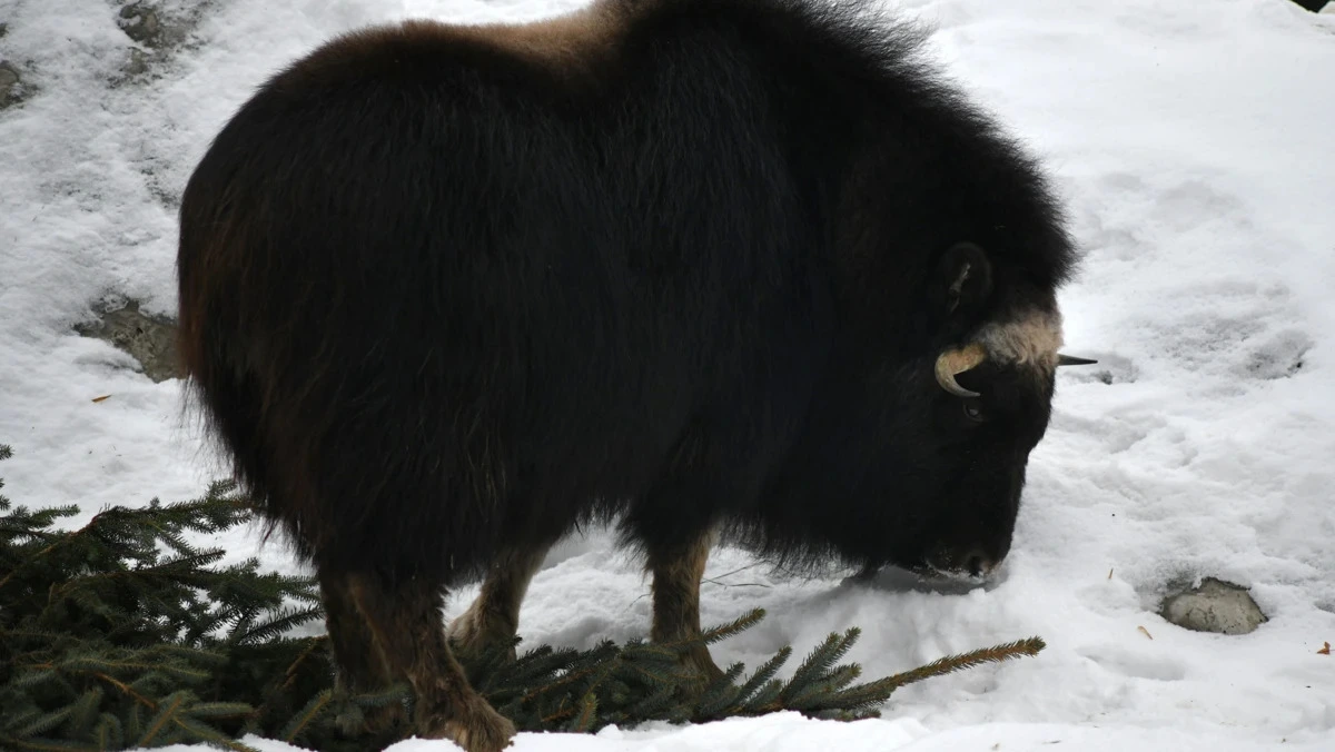 Афиша трансляции Овцебыки участвуют в акции по утилизации новогодних елок