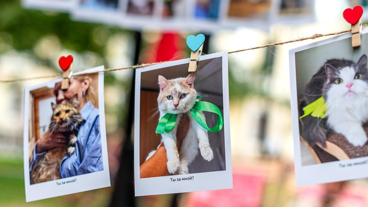 Афиша трансляции Старт проекта "Моспитомец х Четвероногий друг"