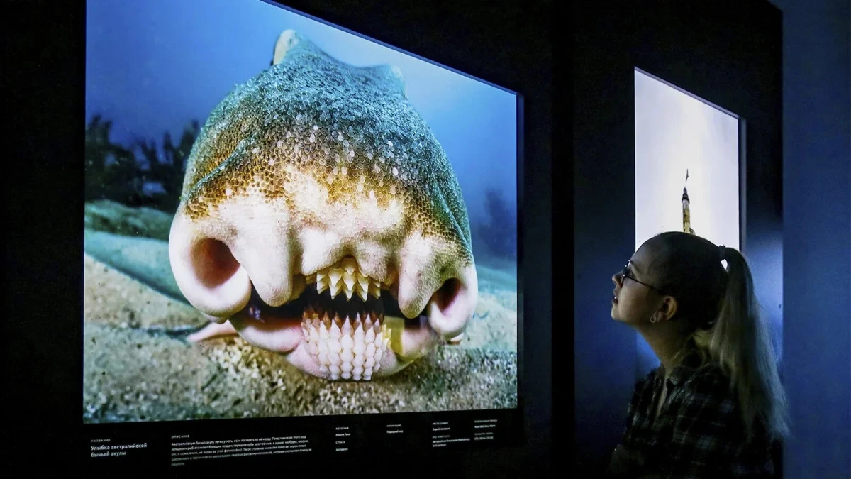 Афиша трансляции Фестиваль дикой природы "Золотая черепаха"