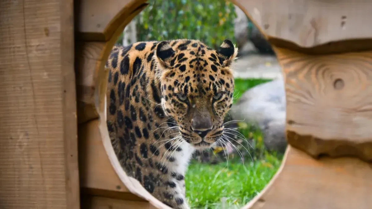 Афиша трансляции Подготовка к зиме в Московском зоопарке