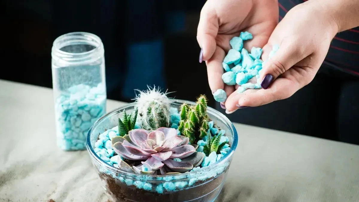 Афиша трансляции Как сделать мини-сад в прозрачной вазе