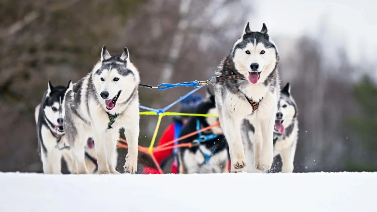Афиша трансляции Гонка на собачьих упряжках