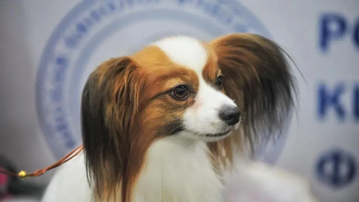 Афиша трансляции Крупнейшая выставка собак "Евразия"