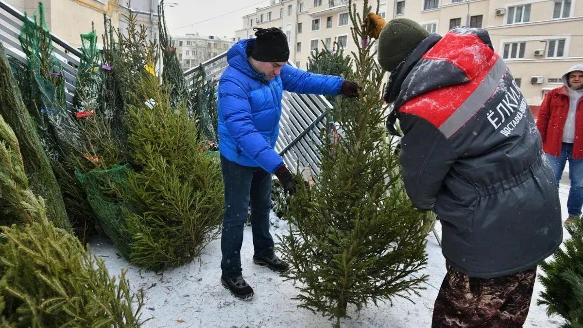 Афиша трансляции Как выбрать свежую и ароматную елку