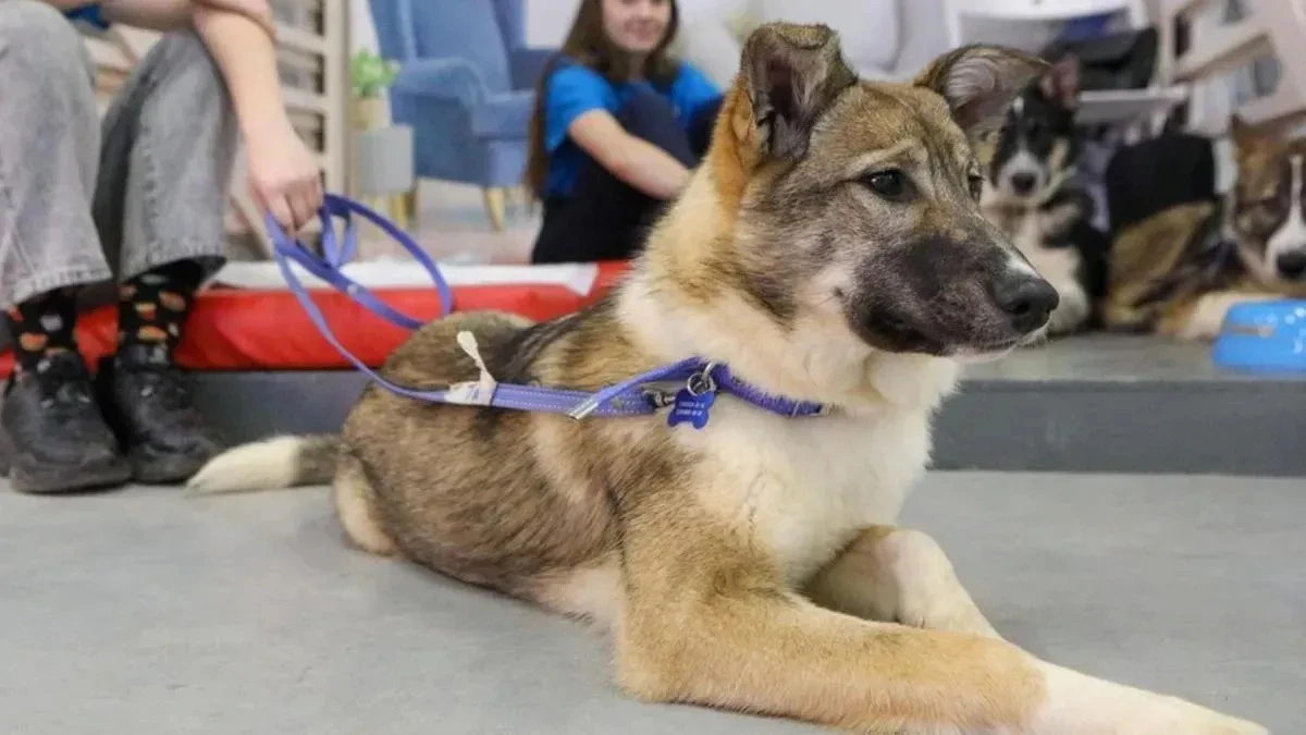 Афиша трансляции Как животные из приюта становятся домашними любимцами