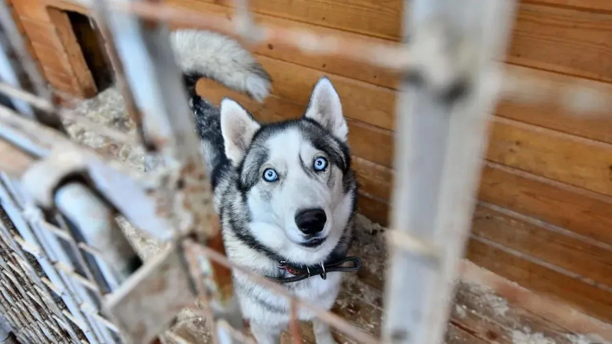 Афиша трансляции Как взять собаку из приюта и сделать ее жизнь счастливой
