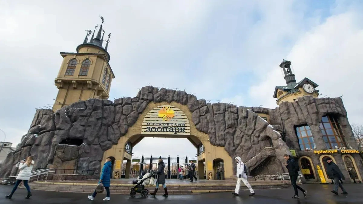 Афиша трансляции Столичные медведи вышли из зимней спячки