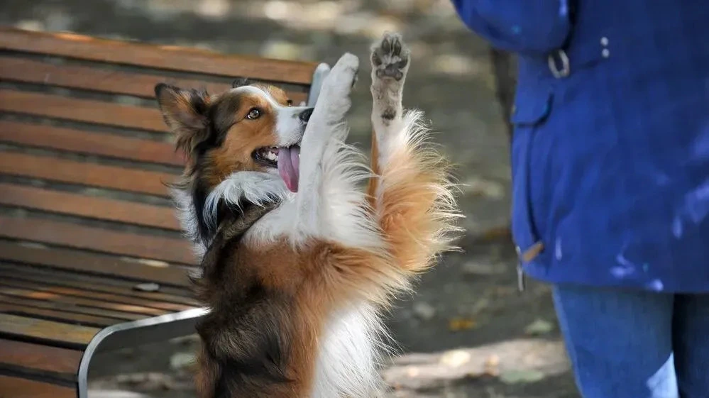 Афиша трансляции Зоофестиваль "Лапки"