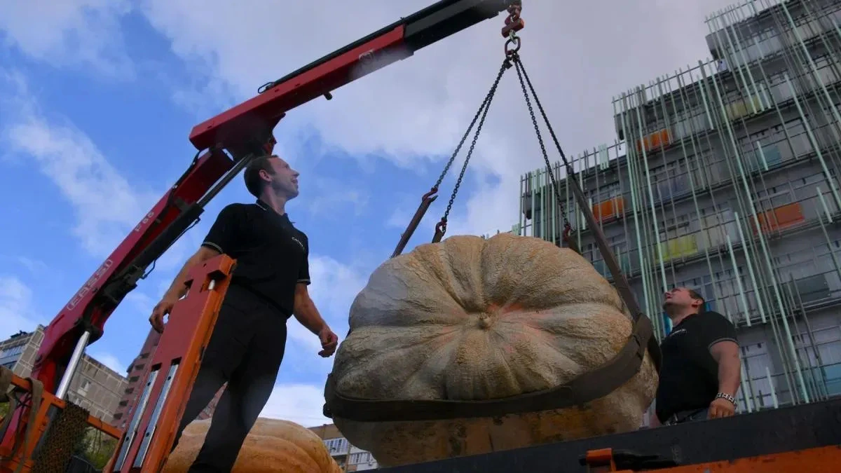 Афиша трансляции Взвешивание тыкв-гигантов в "Аптекарском огороде"