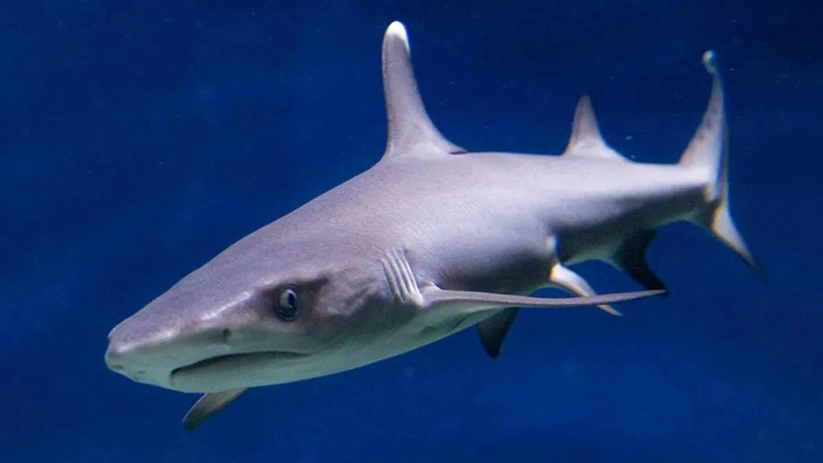 Афиша трансляции Новорожденный детеныш белоперой рифовой акулы