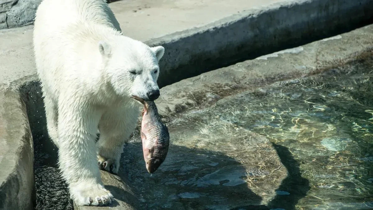 Афиша трансляции Как проходит день у полярного медведя
