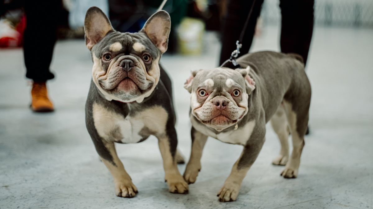 Афиша трансляции Фестиваль "Зоофест Эко"