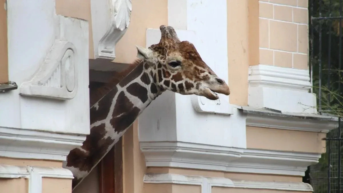 Афиша трансляции Как живут животных-долгожителей в столичном зоопарке