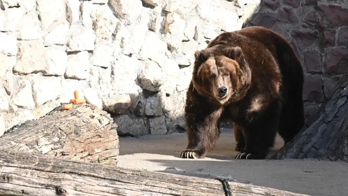 Афиша трансляции Медведи Московского зоопарка вышли в вольер после спячки