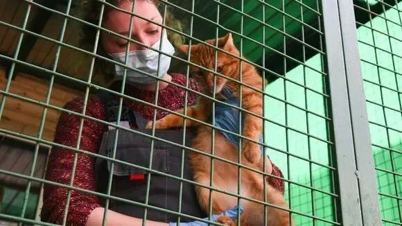 Афиша трансляции Как живут животные в приюте во время пандемии COVID-19