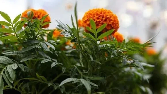 Афиша трансляции Высадка цветов в Новопушкинском сквере