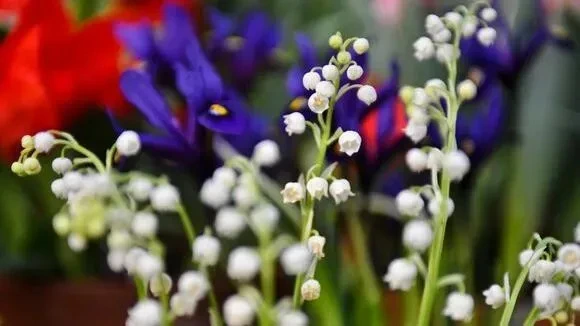 Афиша трансляции Какие изменения ждут посетителей "Аптекарского огорода"