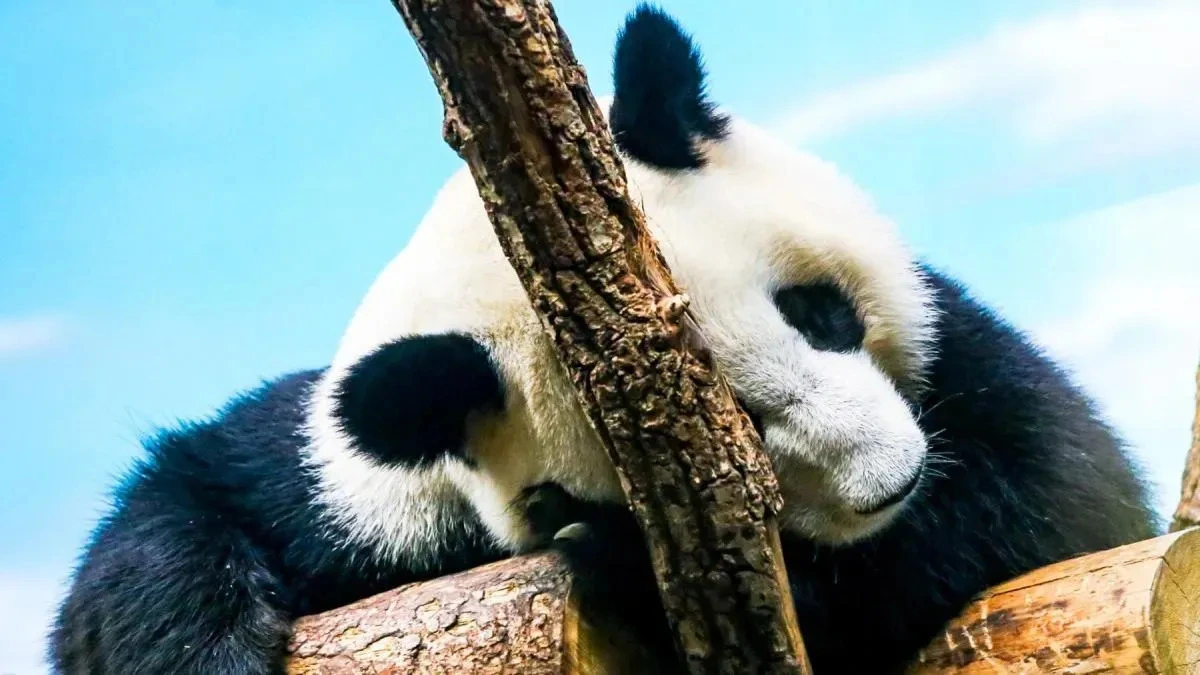 Афиша трансляции День рождения панд Жуи и Диндин